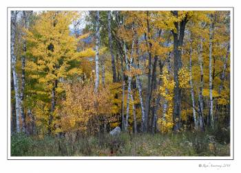 Fall color Birch trees.jpg